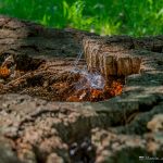 Zwietrzały pień drzewa pokryty delikatną pajęczyną, otoczony opadłymi liśćmi i oświetlany światłem słonecznym.