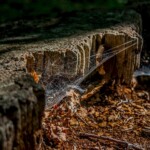 Zbliżenie starego pnia drzewa, jego szorstka kora jest teksturowana i postarzała, znajduje się nad rozproszeniem suchych brązowych liści i zrębków. Delikatna pajęczyna rozciąga się na przestrzeń pod pniem, łapiąc światło.